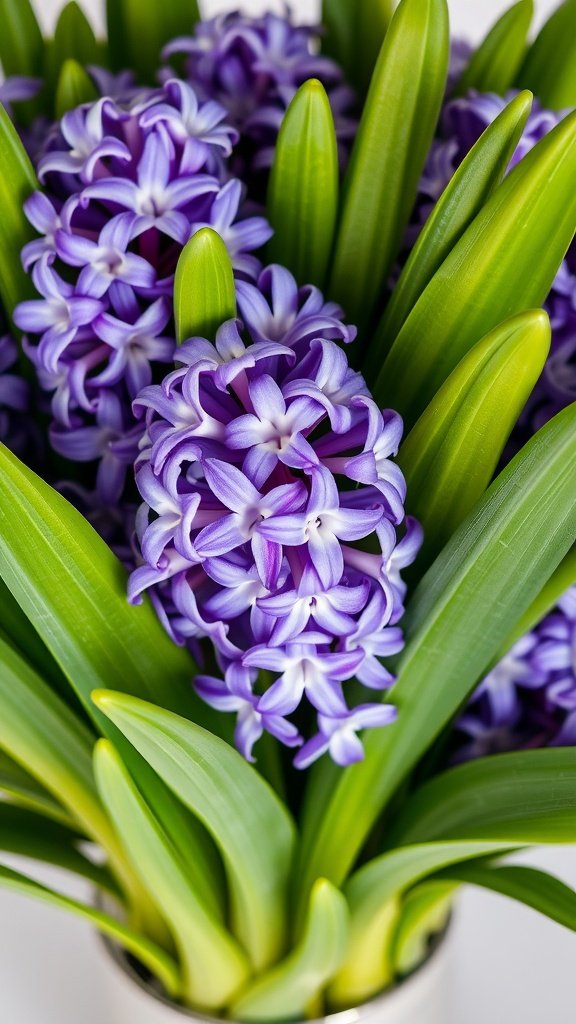 A close-up of vibrant purple hyacinth flowers surrounded by lush green leaves.